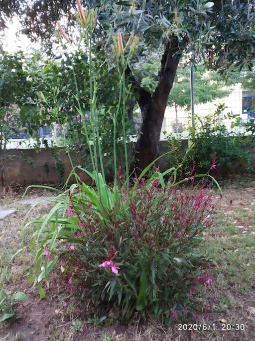 Anadora 2: Hospitable Stone House With Yard Appartement Alexandroupolis Buitenkant foto